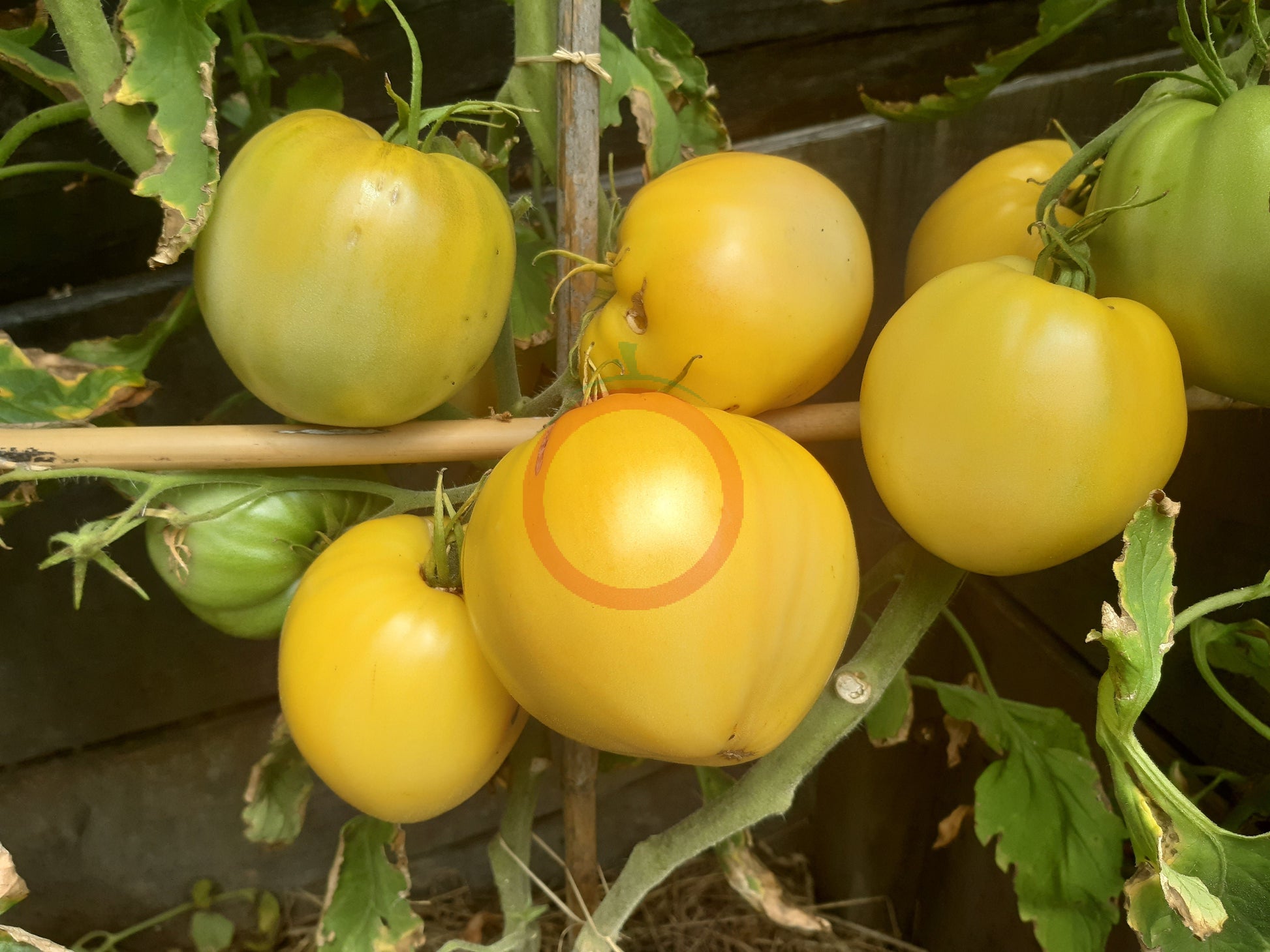 Hugh´s Lemon Oxheart DER TOMATENFLÜSTERER