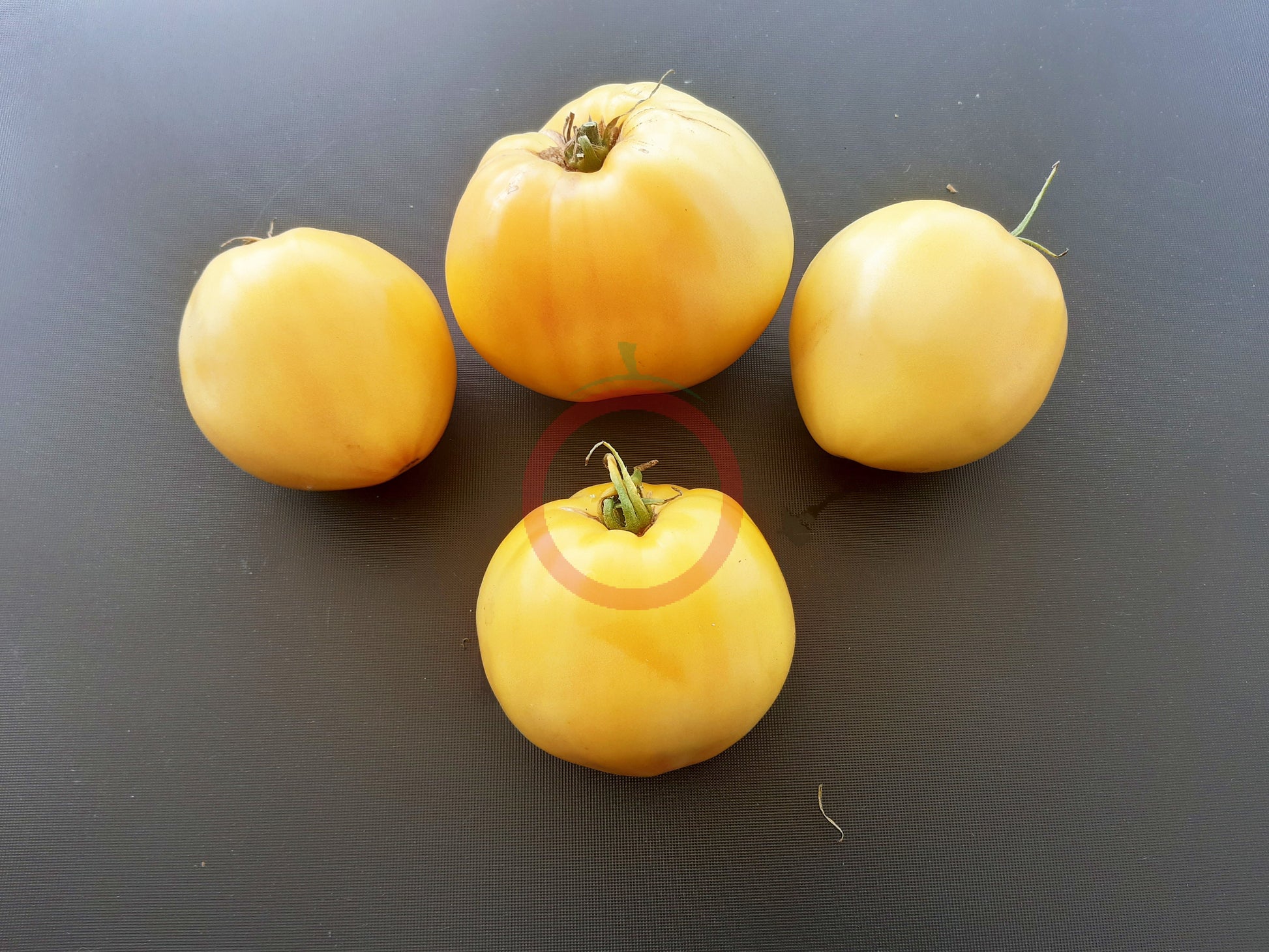 Hugh´s Lemon Oxheart DER TOMATENFLÜSTERER