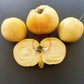 Hugh´s Lemon Oxheart DER TOMATENFLÜSTERER
