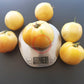 Hugh´s Lemon Oxheart DER TOMATENFLÜSTERER