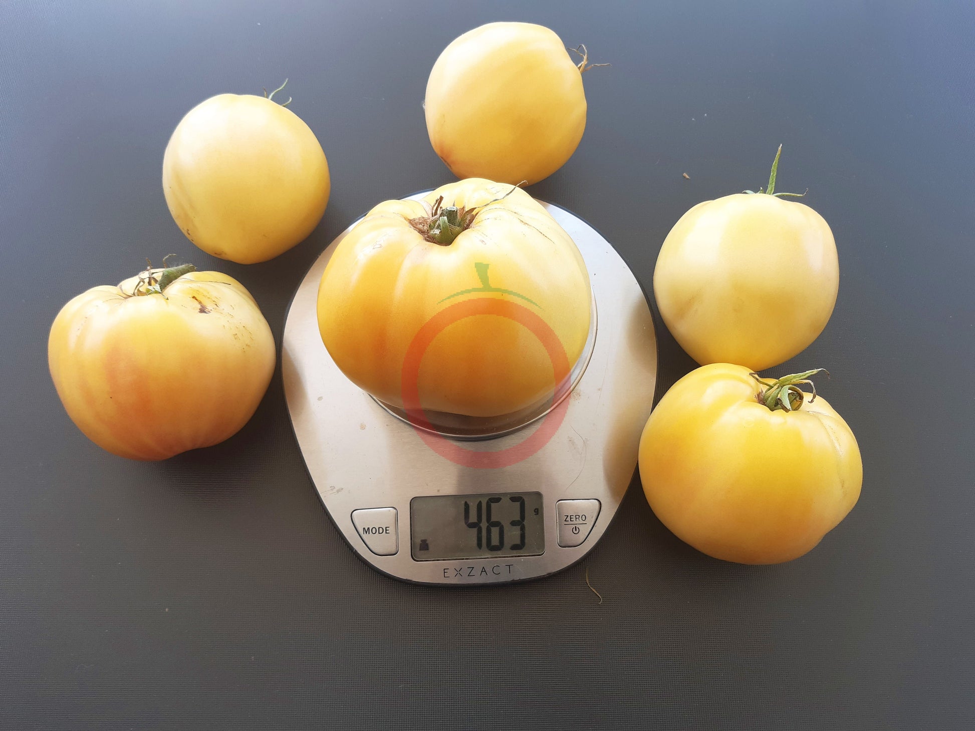 Hugh´s Lemon Oxheart DER TOMATENFLÜSTERER