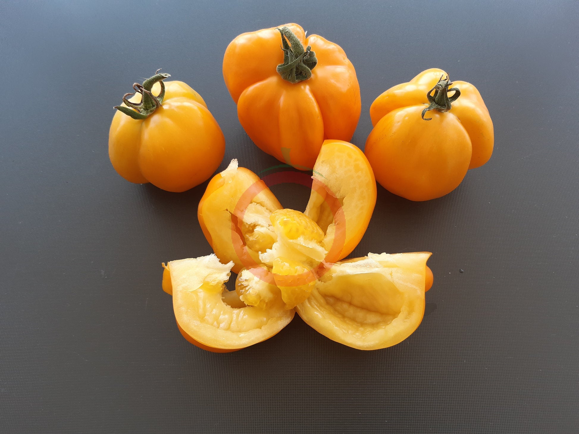 Illusia DER TOMATENFLÜSTERER