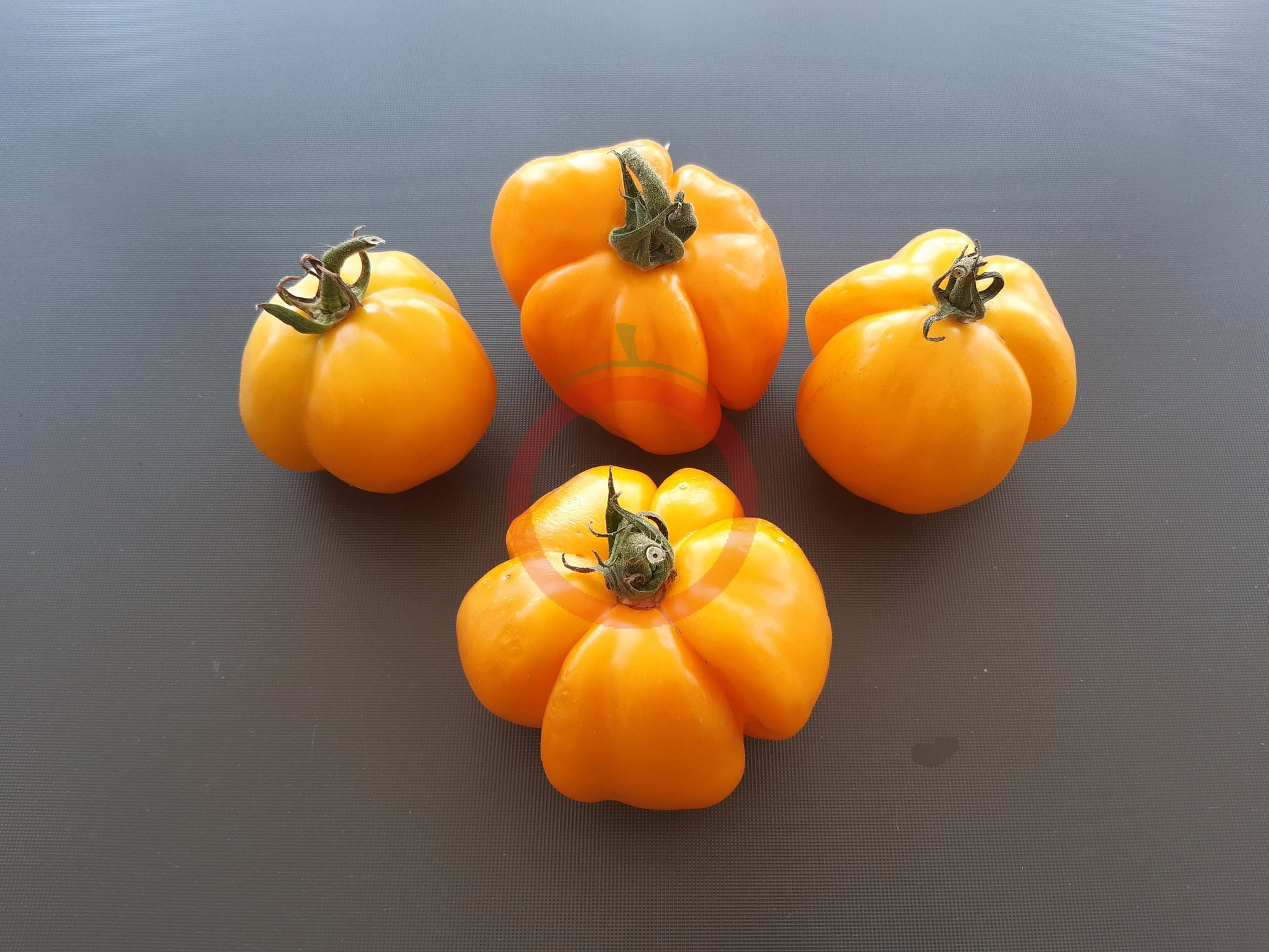 Illusia DER TOMATENFLÜSTERER
