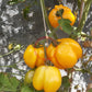 Illusia DER TOMATENFLÜSTERER