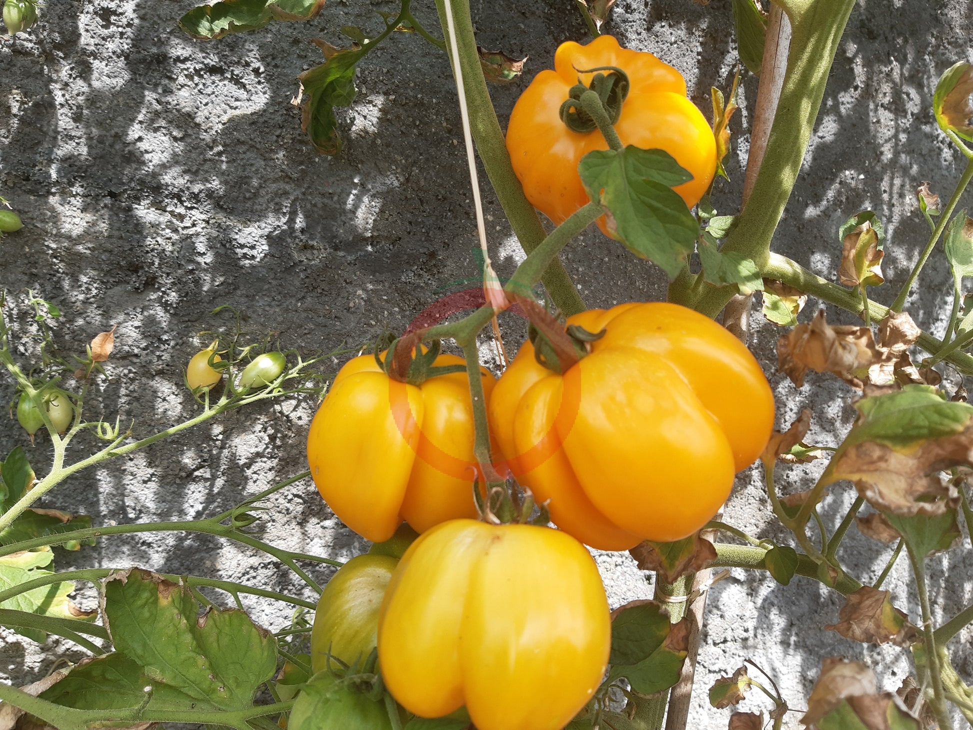Illusia DER TOMATENFLÜSTERER