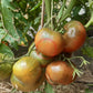 Indian Stripe DER TOMATENFLÜSTERER