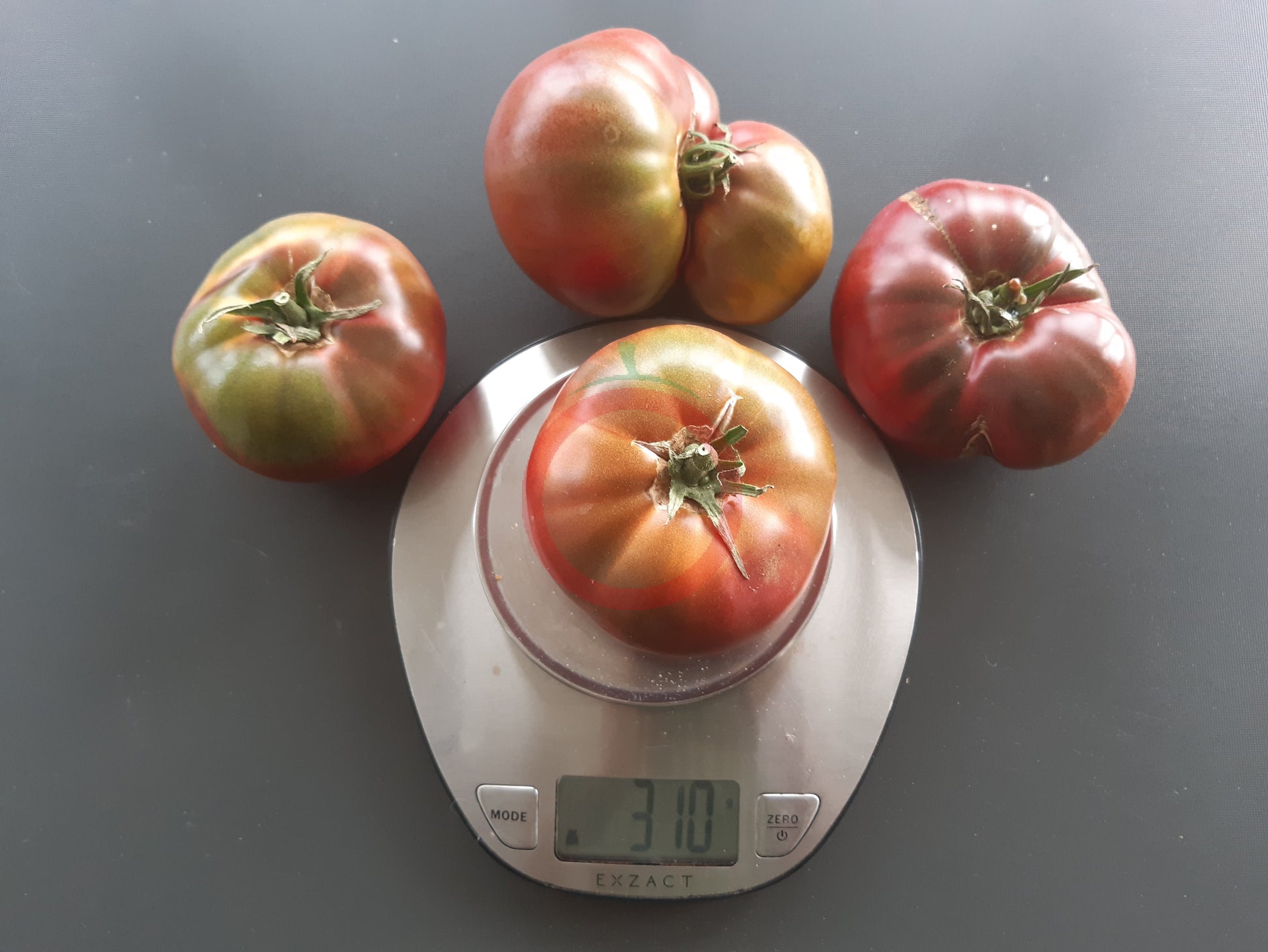 Indian Stripe DER TOMATENFLÜSTERER