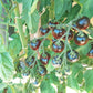 Indigo Cherry Drops DER TOMATENFLÜSTERER