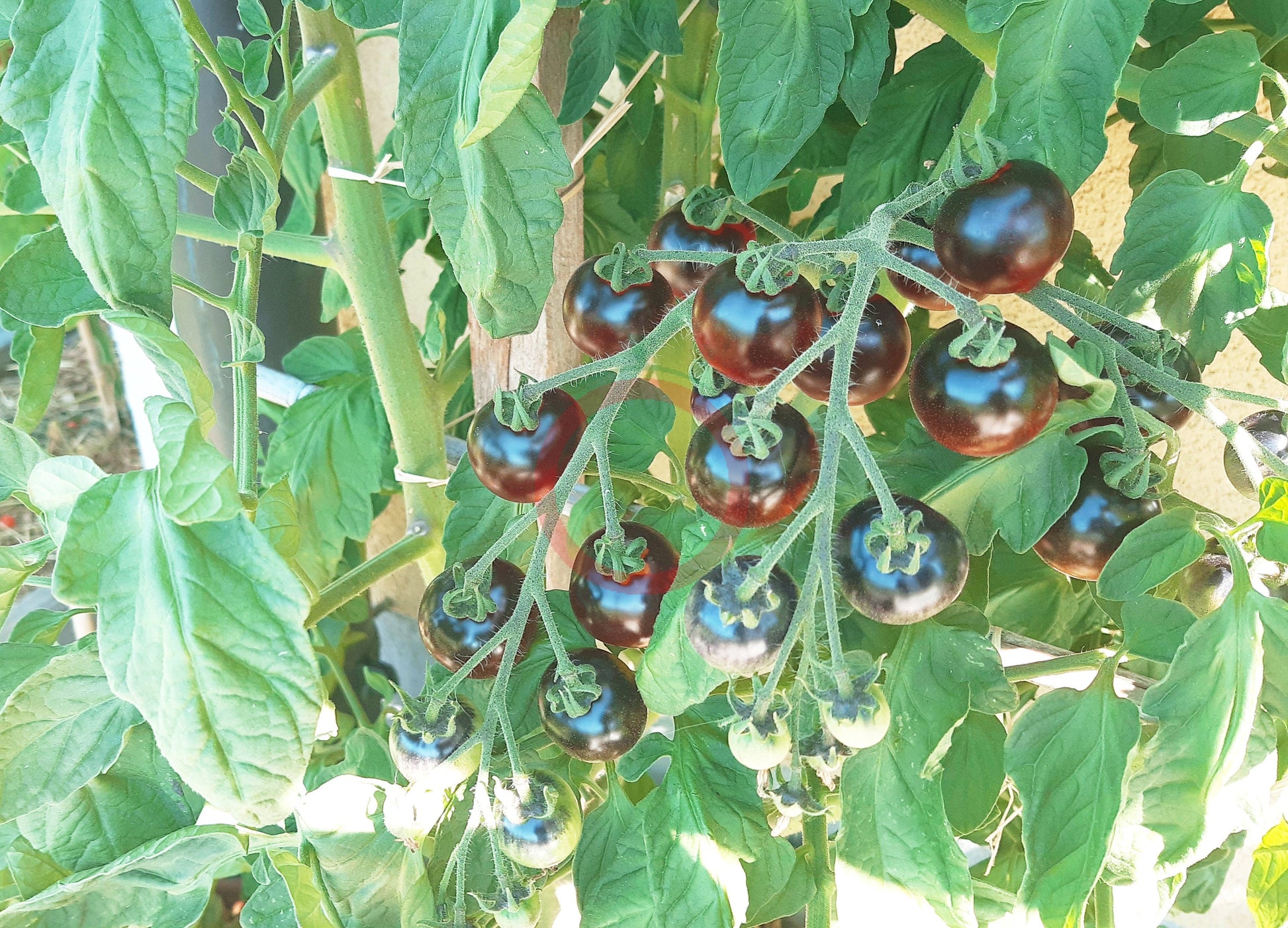 Indigo Cherry Drops DER TOMATENFLÜSTERER