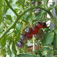 Indigo Cherry Drops DER TOMATENFLÜSTERER