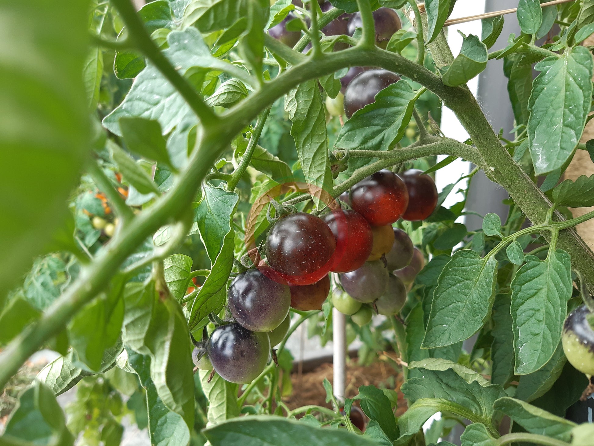 Indigo Cherry Drops DER TOMATENFLÜSTERER