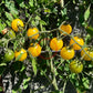 Iva´s Sweet White DER TOMATENFLÜSTERER