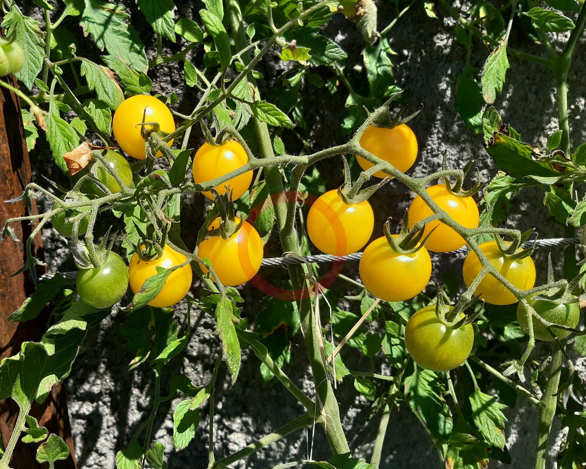 Iva´s Sweet White DER TOMATENFLÜSTERER