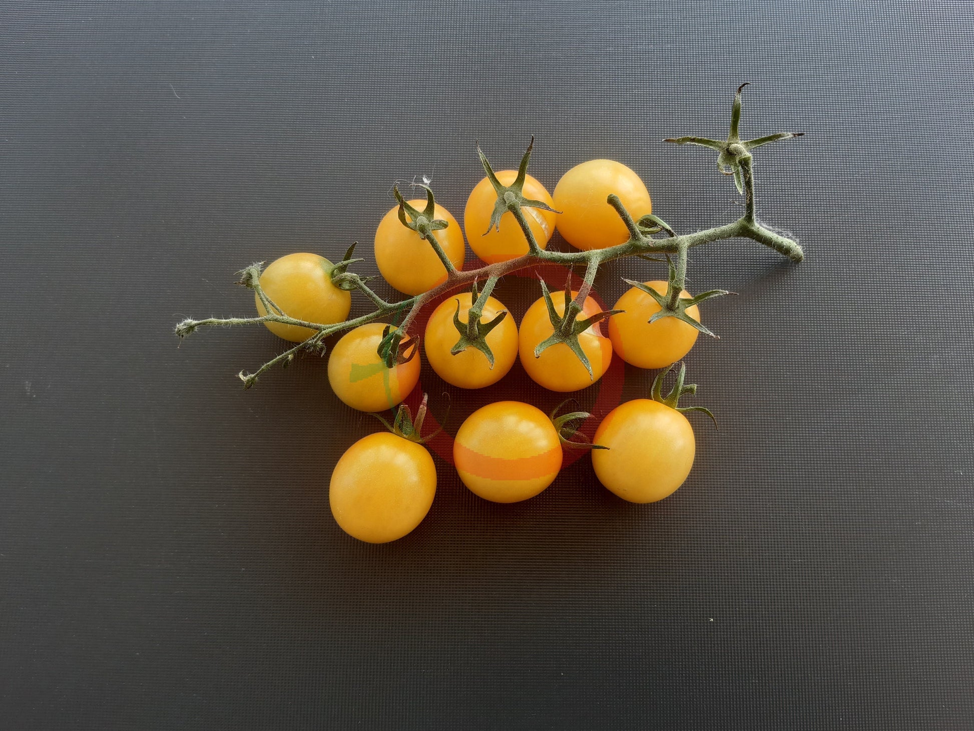 Iva´s Sweet White DER TOMATENFLÜSTERER