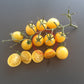 Iva´s Sweet White DER TOMATENFLÜSTERER