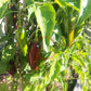 Jalapeno Brown DER TOMATENFLÜSTERER