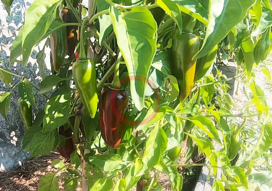 Jalapeno Brown DER TOMATENFLÜSTERER