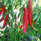 Jalapeno Chernobyl DER TOMATENFLÜSTERER