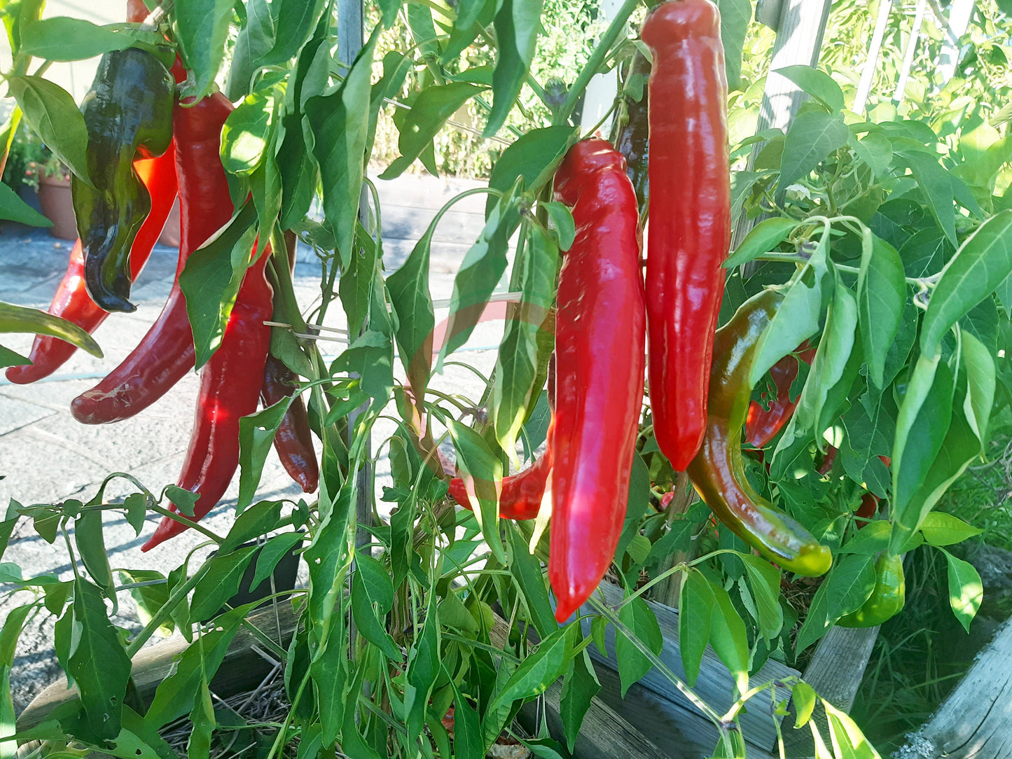Jalapeno Chernobyl DER TOMATENFLÜSTERER