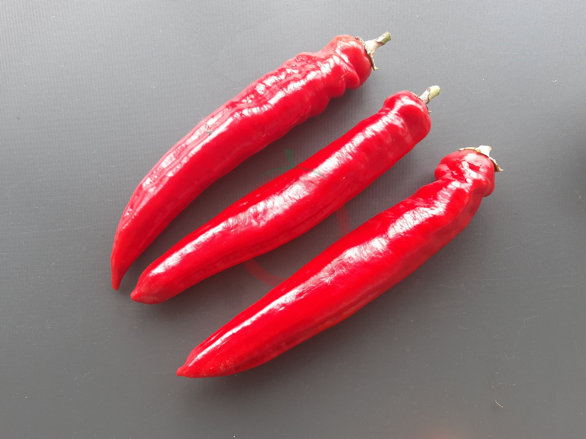 Jalapeno Chernobyl DER TOMATENFLÜSTERER