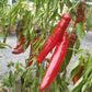Jalapeno Chernobyl DER TOMATENFLÜSTERER