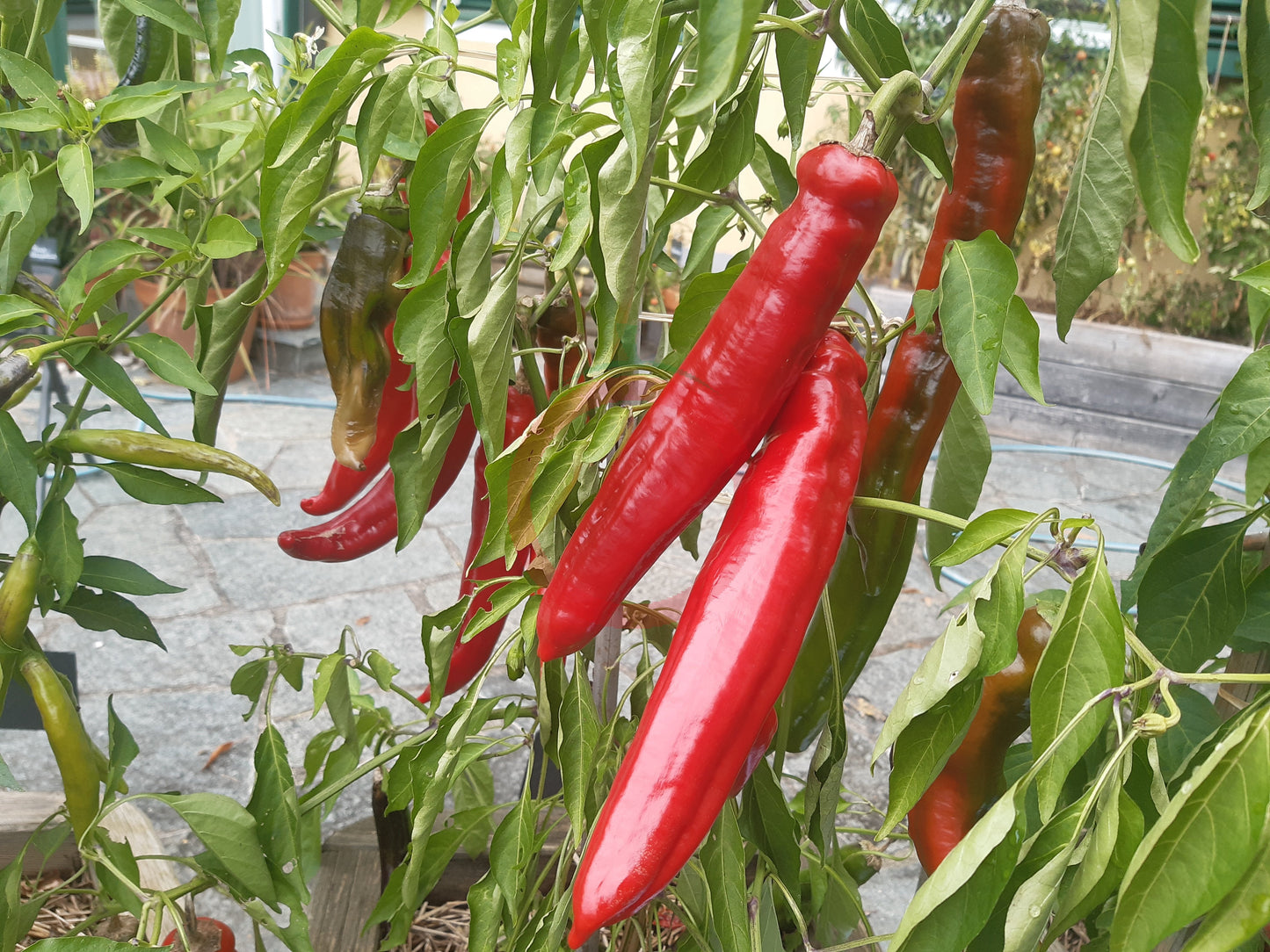 Jalapeno Chernobyl DER TOMATENFLÜSTERER
