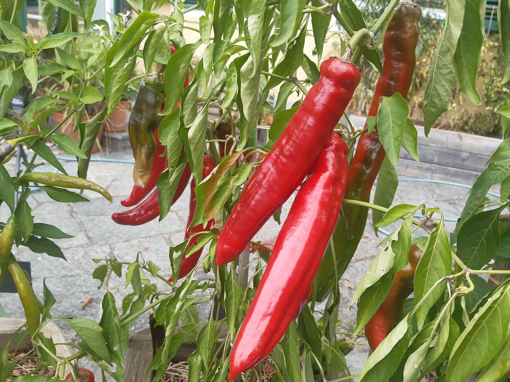 Jalapeno Chernobyl DER TOMATENFLÜSTERER