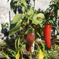 Jalapeno Craigs Grande DER TOMATENFLÜSTERER