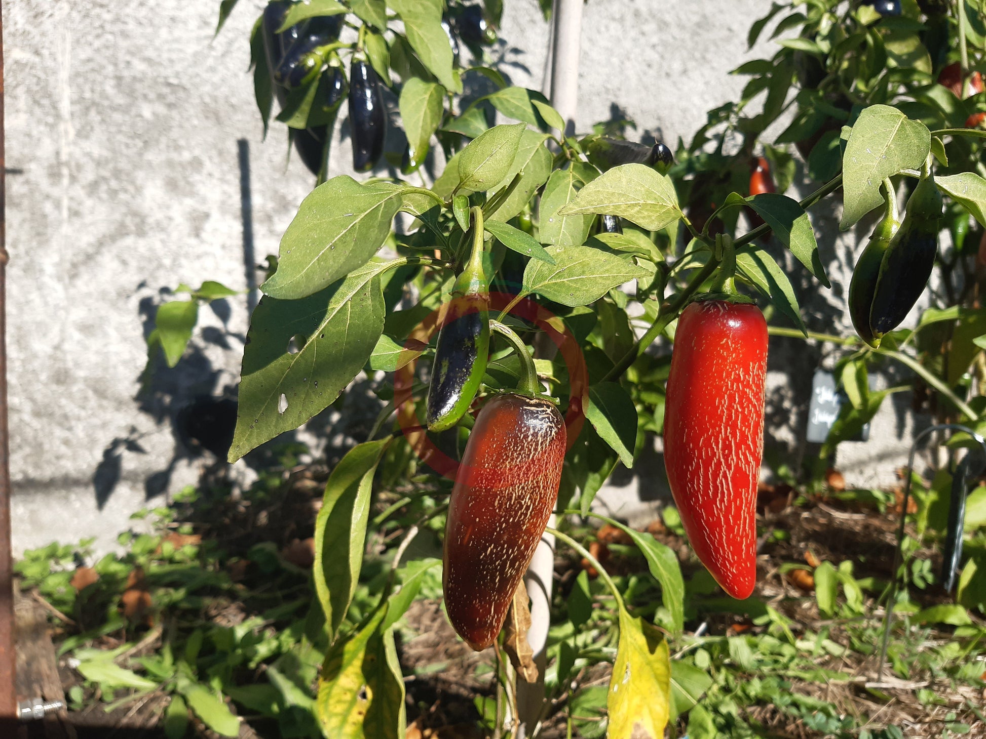 Jalapeno Craigs Grande DER TOMATENFLÜSTERER
