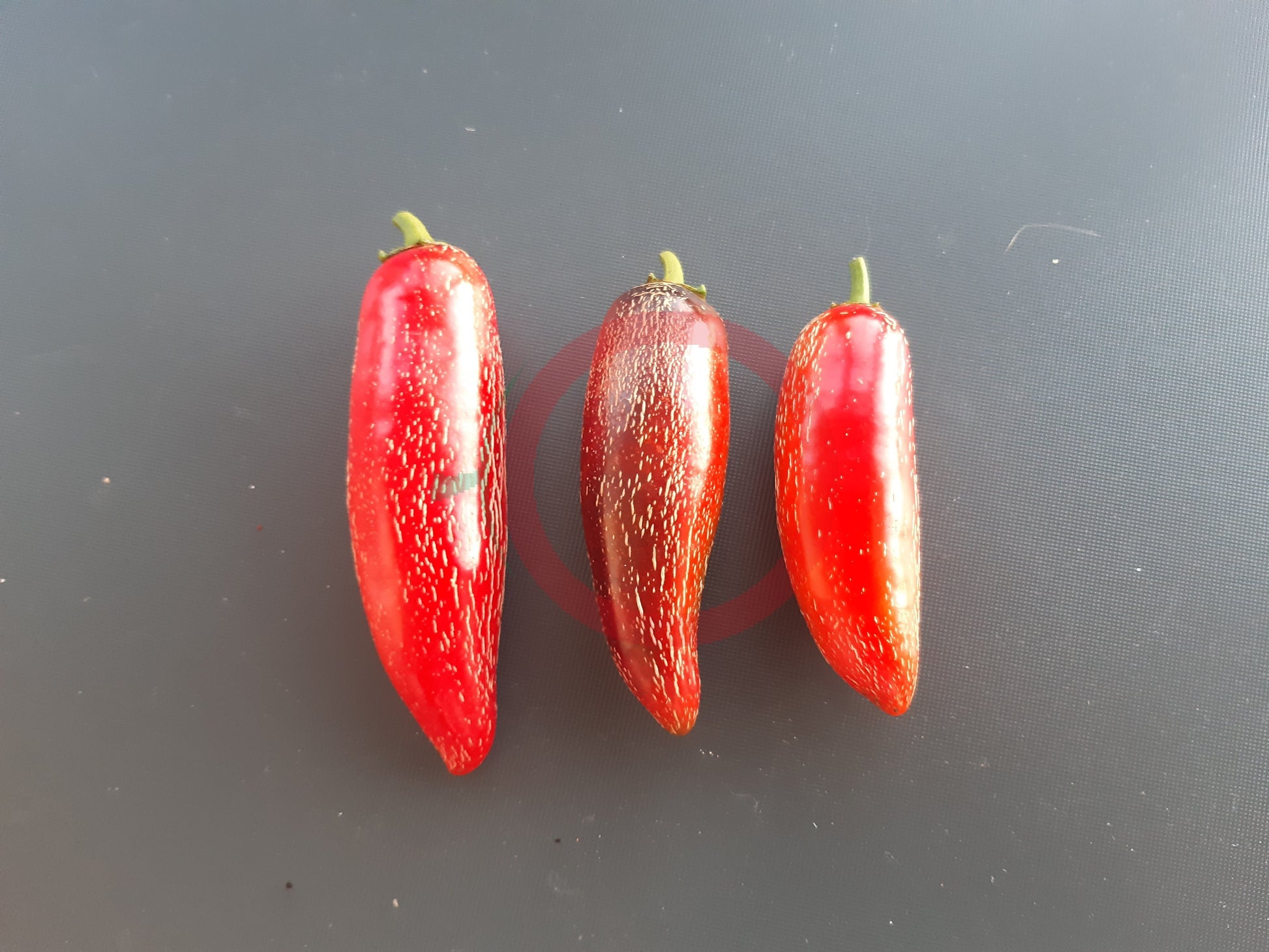Jalapeno Craigs Grande DER TOMATENFLÜSTERER