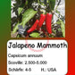 Jalapeno Mammoth DER TOMATENFLÜSTERER