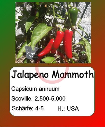 Jalapeno Mammoth DER TOMATENFLÜSTERER