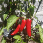 Jalapeno Mammoth DER TOMATENFLÜSTERER
