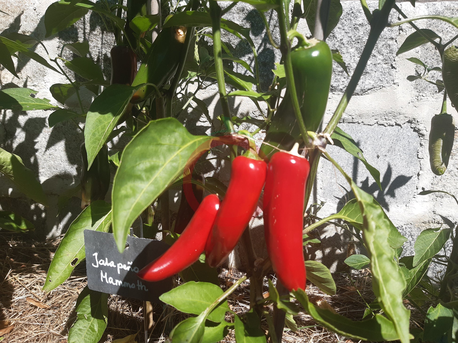 Jalapeno Mammoth DER TOMATENFLÜSTERER