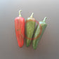 Jalapeno Mammoth DER TOMATENFLÜSTERER