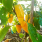 Jalapeno Numex Neon Yellow DER TOMATENFLÜSTERER