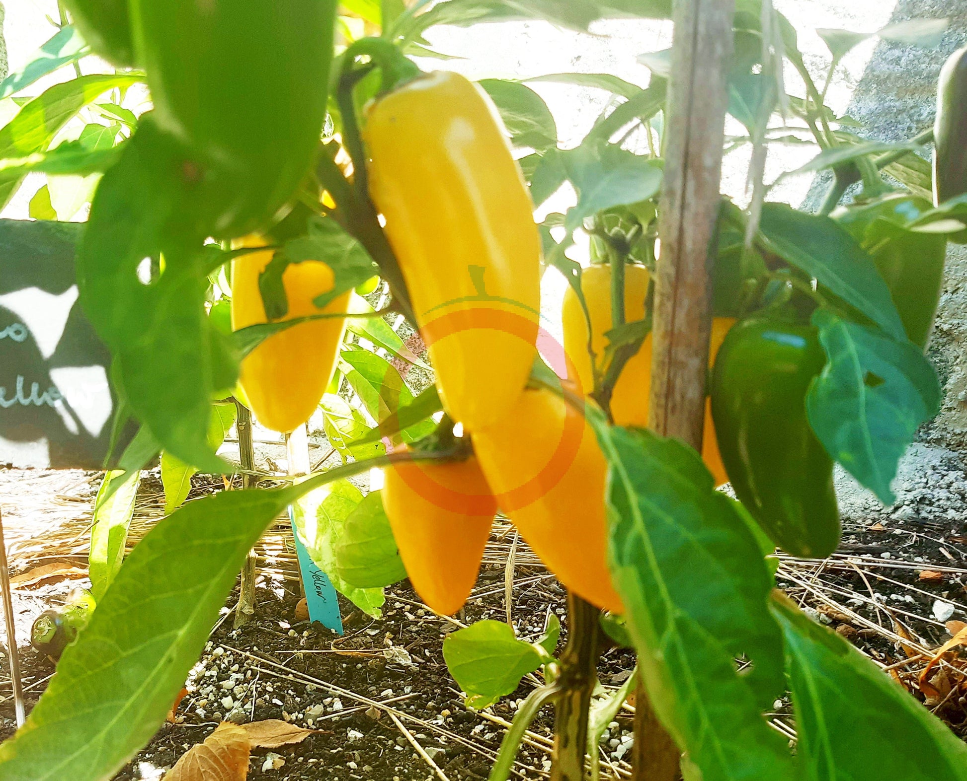 Jalapeno Numex Neon Yellow DER TOMATENFLÜSTERER