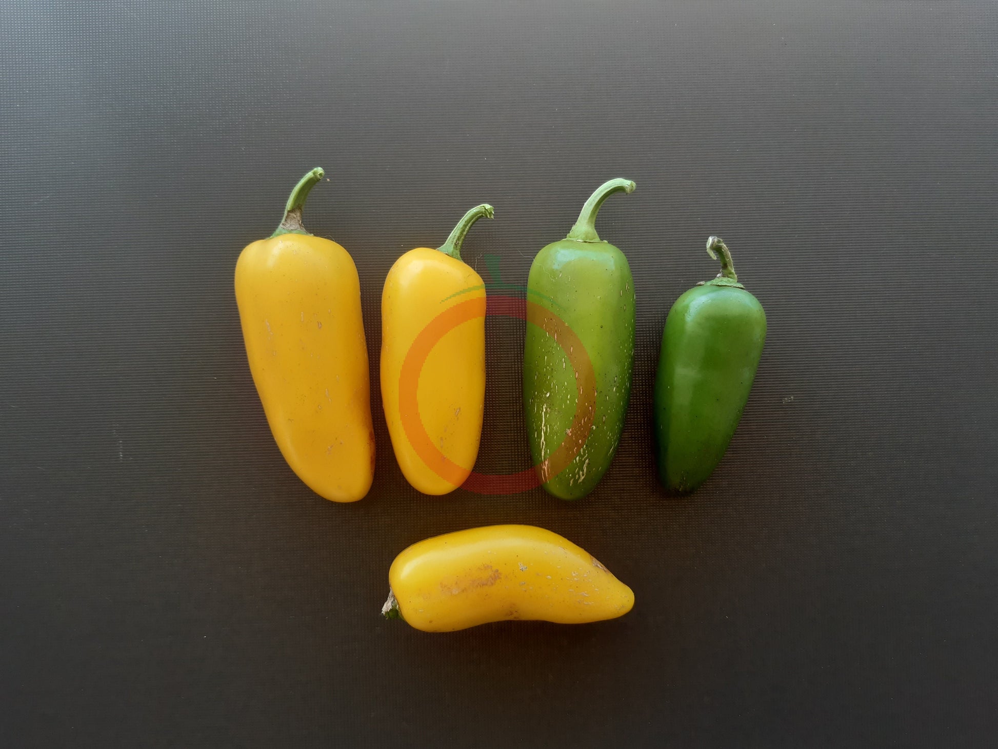 Jalapeno Numex Neon Yellow DER TOMATENFLÜSTERER