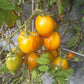 Jardin D´Agrumes DER TOMATENFLÜSTERER