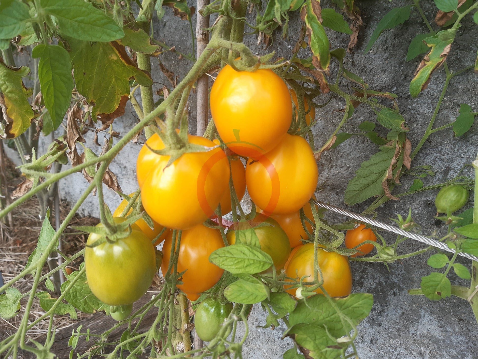 Jardin D´Agrumes DER TOMATENFLÜSTERER