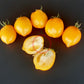 Jardin D´Agrumes DER TOMATENFLÜSTERER