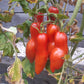 Jersey Devil DER TOMATENFLÜSTERER