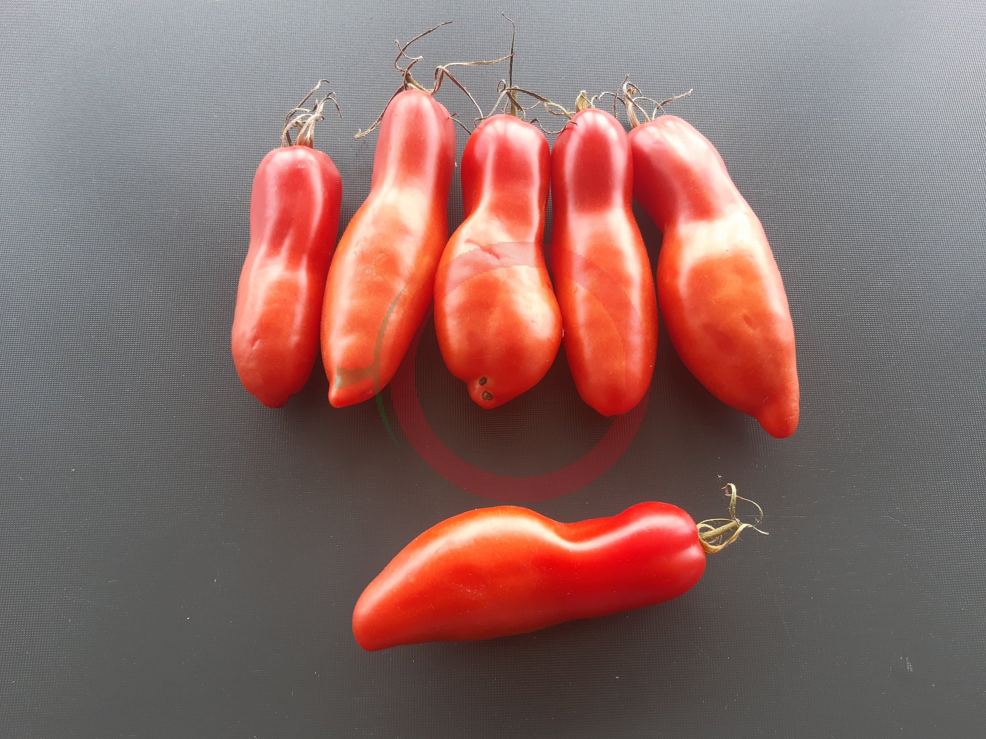 Jersey Devil DER TOMATENFLÜSTERER