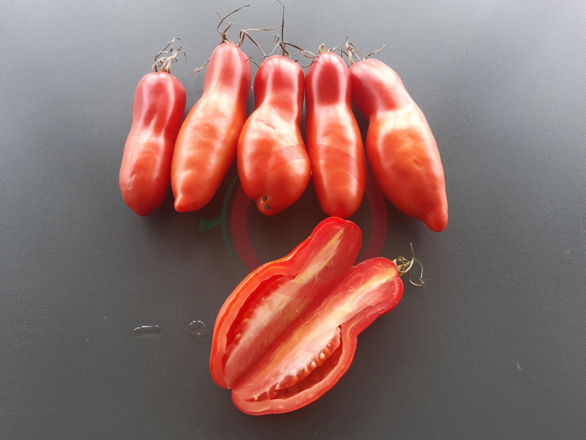 Jersey Devil DER TOMATENFLÜSTERER