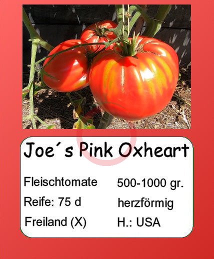 Joe's Pink Oxheart DER TOMATENFLÜSTERER