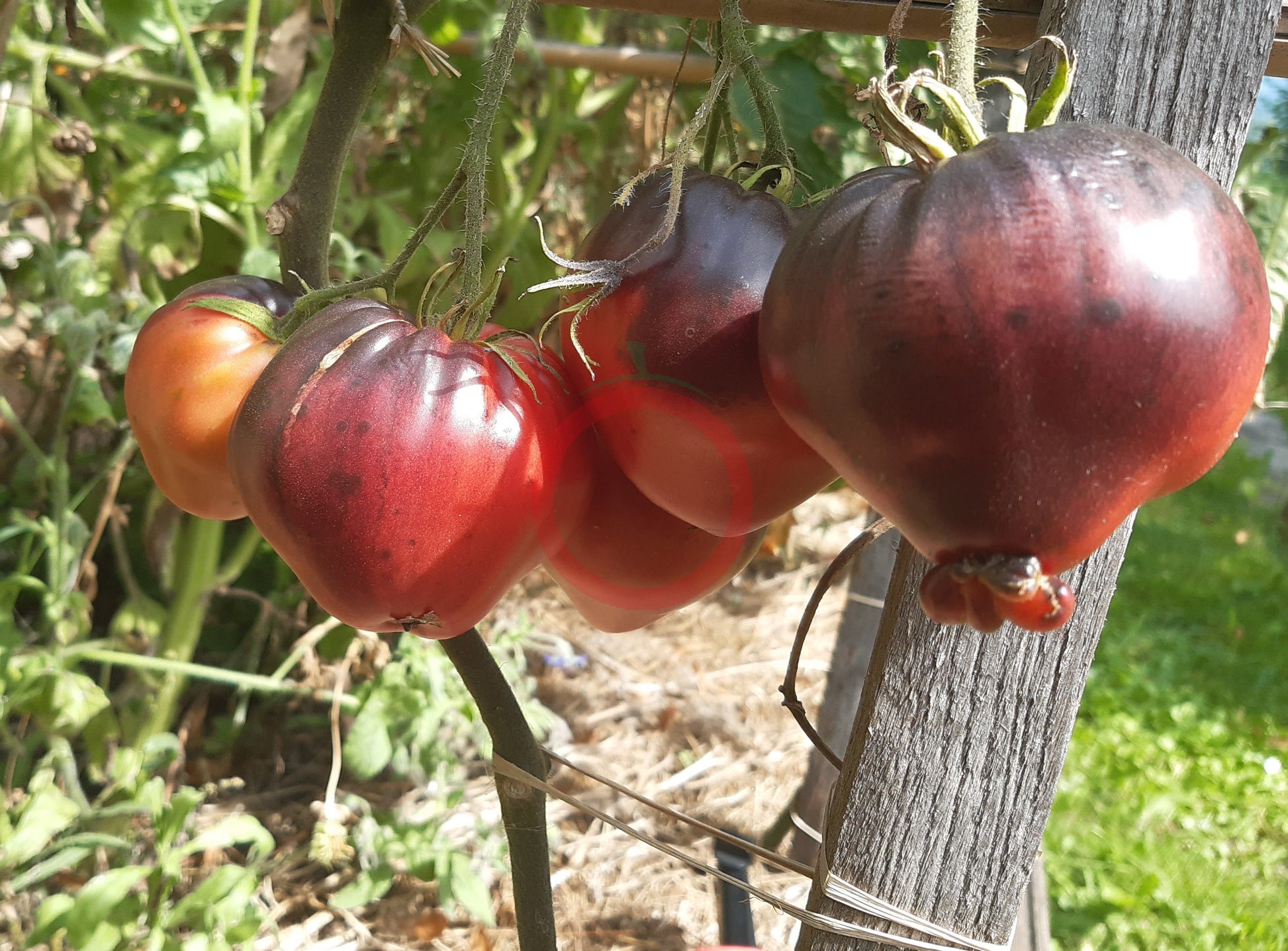 Kas/21 Typ 1 DER TOMATENFLÜSTERER
