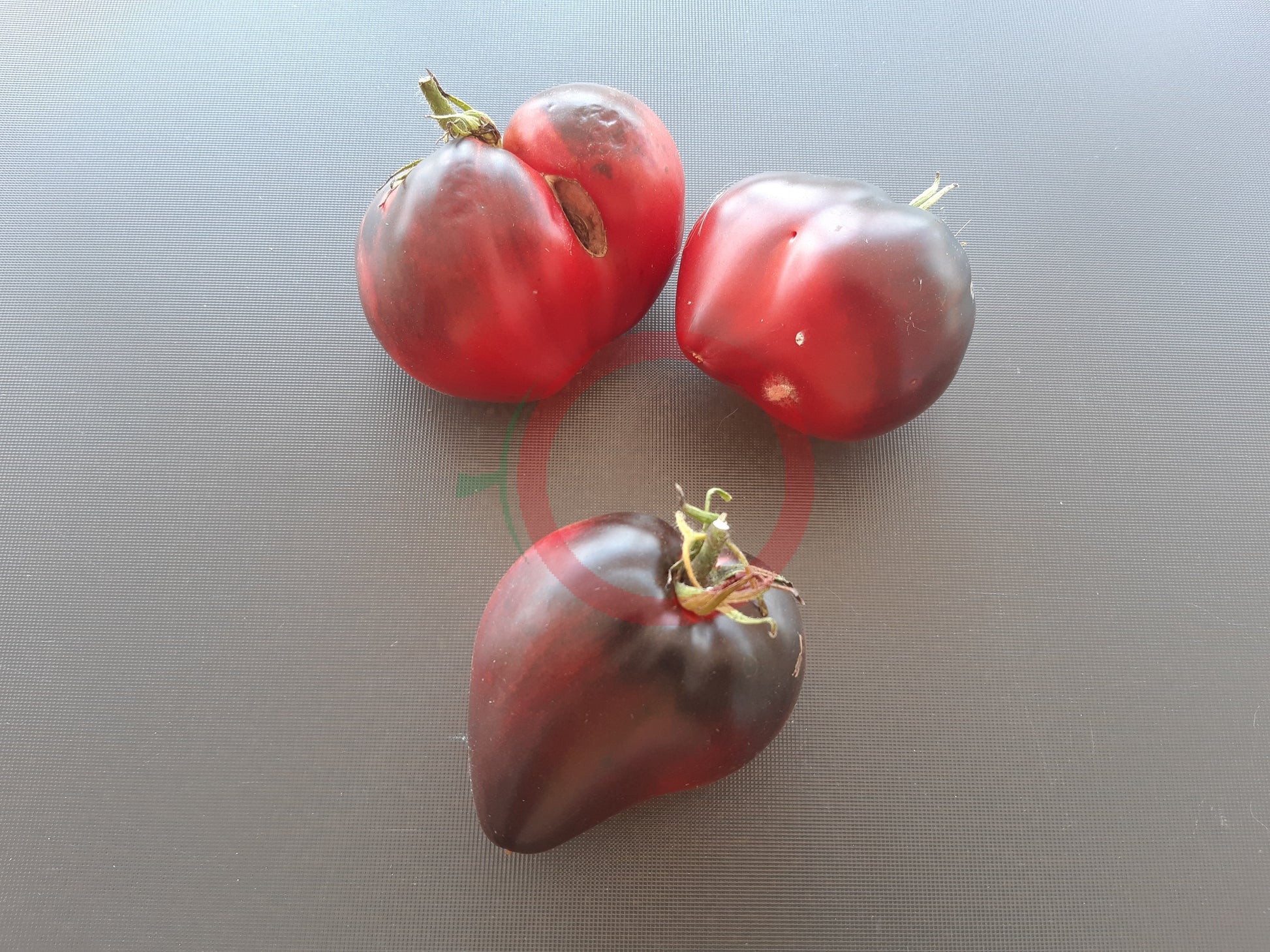 Kas/21 Typ 1 DER TOMATENFLÜSTERER