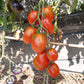 Khirhiv DER TOMATENFLÜSTERER