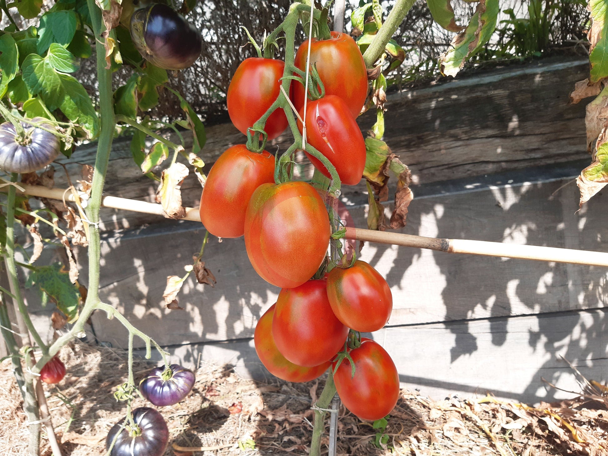 Khirhiv DER TOMATENFLÜSTERER
