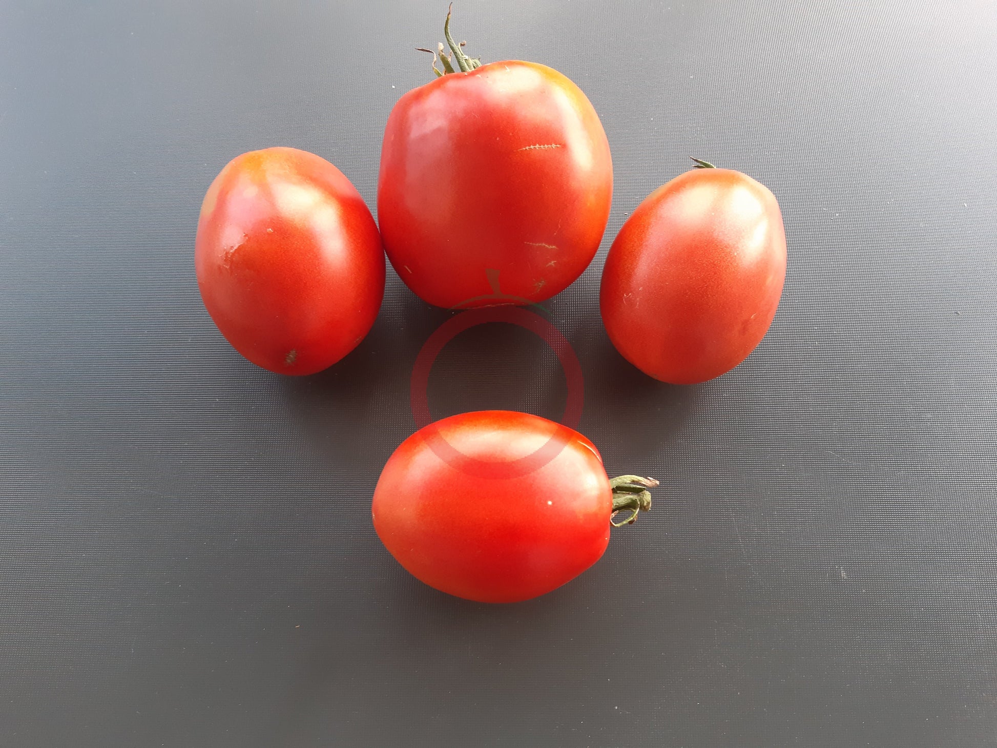 Khirhiv DER TOMATENFLÜSTERER